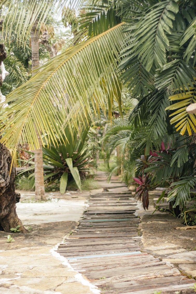 Trees and Leaves over Wooden Footpath